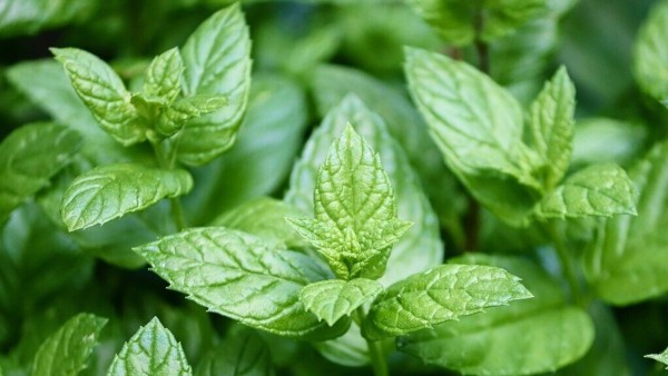 Mentha Oil Rate Today falls 0.45% on Apr 4 2024